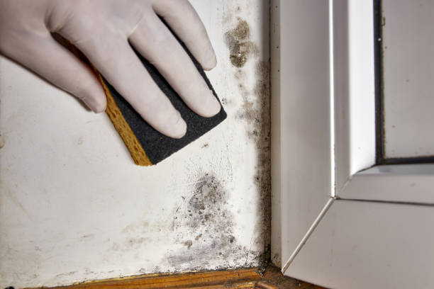 Best Black Mold Removal  in Port Jervis, NY